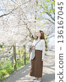 A woman walking along cherry blossoms 136167045