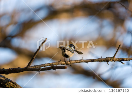 Great tit perched on a tree branch 136167130