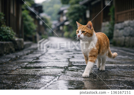 Brown and white cat walking down a cobblestone alley in Japan after the rain 136167151
