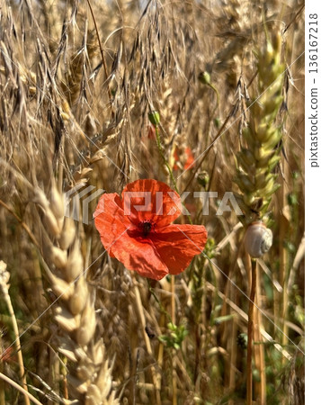 Blooming red poppy in close-up on a rye field. Wildflowers in the countryside on a sunny day against the background of wheat spikelets. Papaver. 136167218