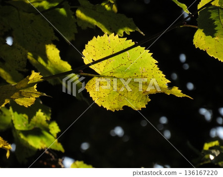 Golden rays of sunlight filtering through tree leaf, Autumn evening. Stunning Forest Scenic Fall Landscape Background. Golden rays of sunlight filtering through tree leaf, Autumn evening. Stunning Forest Scenic Fall Landscape Background. 136167220
