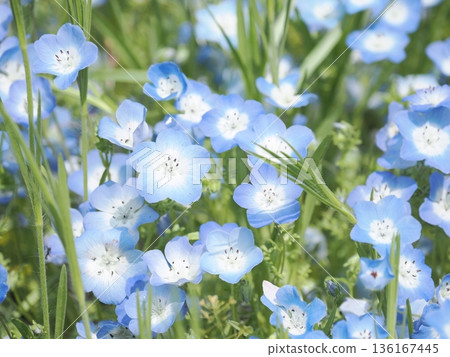 粉蝶花田特寫 | 藍色花朵背景紋理 136167445