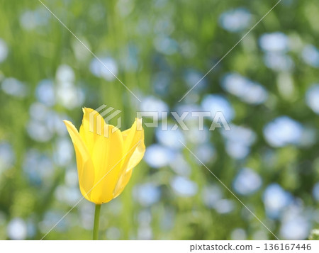 黃色鬱金香的微距鏡頭 | 背景中藍色的粉蝶（春季花卉） 136167446