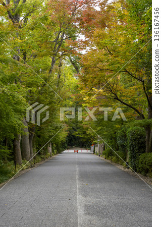 The tree-lined path leading to the shrine is enveloped in autumn colors The tree-lined path leading to the shrine is enveloped in autumn colors 136167456