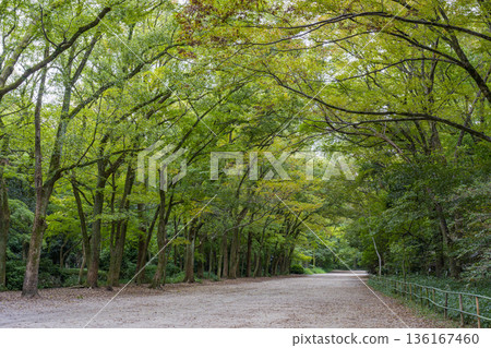 A quiet forest walk surrounded by fresh greenery A quiet forest walk surrounded by fresh greenery 136167460
