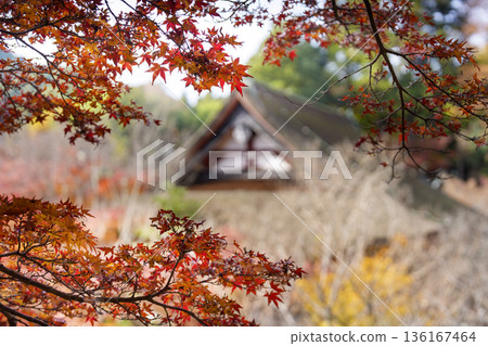 秋葉環繞的日本神社，一片靜謐的秋景 136167464