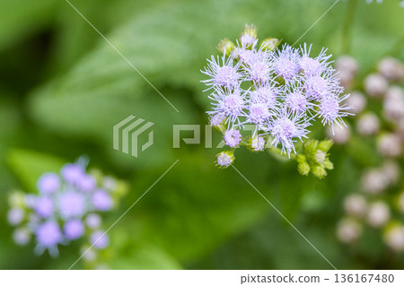 Pale purple wildflowers and buds blooming against a green background Pale purple wildflowers and buds blooming against a green background 136167480