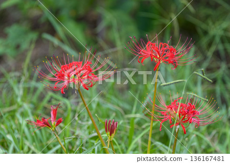 A cluster of red spider lilies blooming in the green grass A cluster of red spider lilies blooming in the green grass 136167481