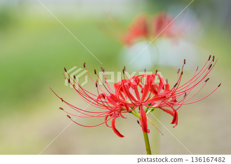 Close-up of red spider lilies blooming against a soft background Close-up of red spider lilies blooming against a soft background 136167482
