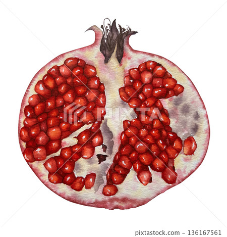 Watercolor illustration of a sliced pomegranate viewed from above, with vivid red seeds and pale peel in realistic style. for packaging cosmetics cooking blogs Rosh Hashanah and Halloween themes. Watercolor illustration of a sliced pomegranate viewed from above, with vivid red seeds and pale peel in realistic style. for packaging cosmetics cooking blogs Rosh Hashanah and Halloween themes. 136167561
