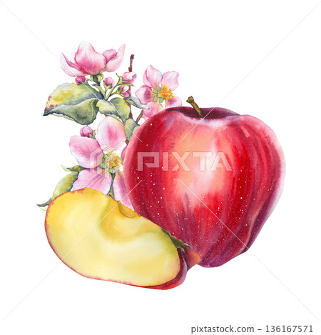 Watercolor illustration red apple with a slice and pink apple blossom and leaves in botanical style. Ideal for food packaging, cosmetics, natural juice branding, cookbooks, and seasonal promotions. Watercolor illustration red apple with a slice and pink apple blossom and leaves in botanical style. Ideal for food packaging, cosmetics, natural juice branding, cookbooks, and seasonal promotions. 136167571