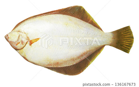 比目魚背面示意圖 比目魚背面示意圖 136167673