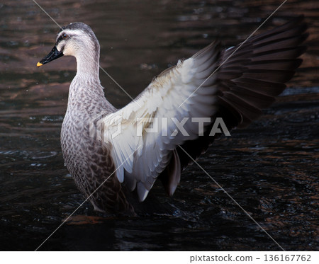 duck spreading its wings duck spreading its wings 136167762