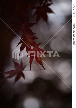 Red maple 136167775