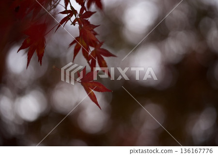 Red maple Red maple 136167776