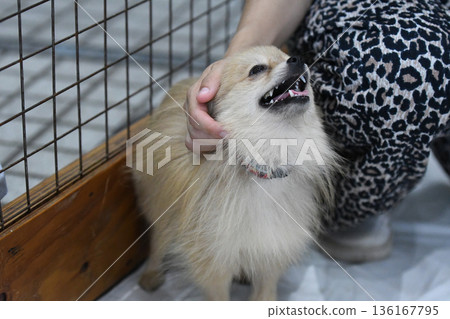 博美犬很樂意被撫摸 136167795