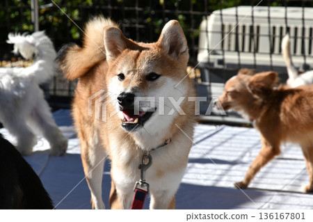 陽光下的柴犬 136167801