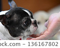 Boston Terrier and human hand 136167802