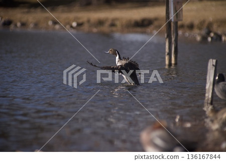 Flapping duck Flapping duck 136167844