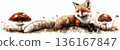 Elegant Red Fox Resting Among Mushrooms in a Serene Forest Setting 136167847