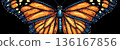 Vibrant Monarch Butterfly Illustration with Bold Orange and Blue Colors on Dark Background 136167856