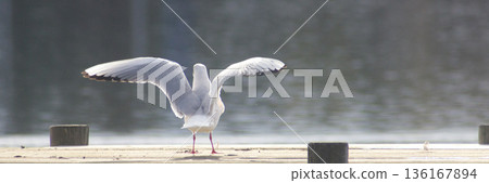 Seagull spreading wings Seagull spreading wings 136167894