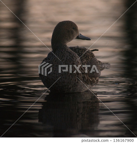 Ducks shining in the setting sun Ducks shining in the setting sun 136167900