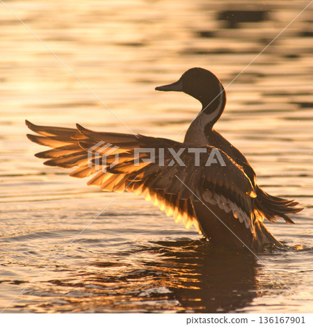 Flapping ducks and sunset Flapping ducks and sunset 136167901