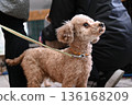 Toy poodle staring at the owner 136168209