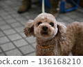 Toy poodle that you want to play 136168210