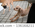 Stretching toy poodle 136168211