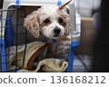 A dog looking around from inside a cage 136168212
