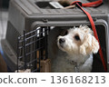 A dog looking around from inside a cage 136168213