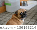 Troubled-looking pug 136168214
