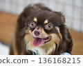 Beautifully colored Chihuahua 136168215