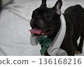 French bulldog with a fan 136168216