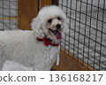 White toy poodle 136168217
