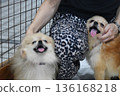Two Pomeranians who are happy to be petted 136168218