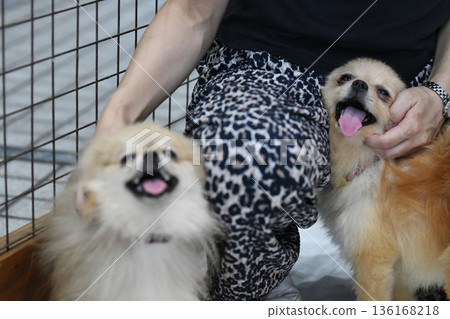 兩隻喜歡被撫摸的博美犬 136168218