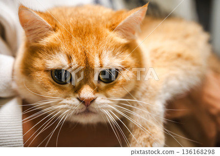 Cute Orange Tabby Cat 136168298