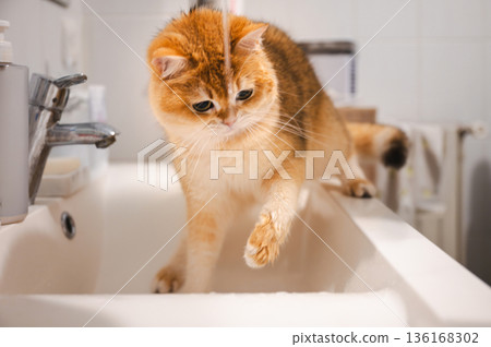 Cute Orange Tabby Cat Cute Orange Tabby Cat 136168302