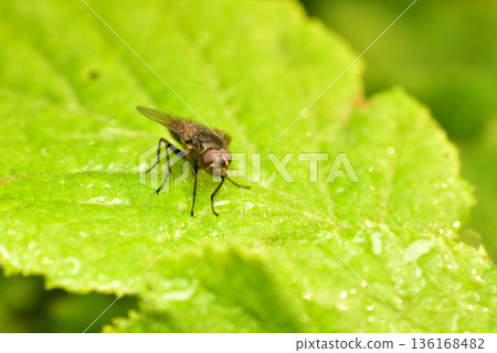 Captured is a fly of the genus Pollenia. Captured is a fly of the genus Pollenia. 136168482