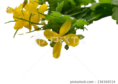 Field grass celandine with yellow flowers. Field grass celandine with yellow flowers. 136168514