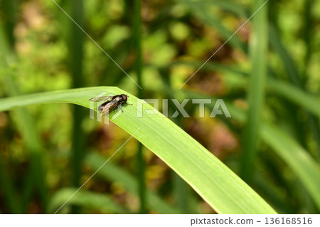 Hoverfly of the species Cheilosia albipila. Hoverfly of the species Cheilosia albipila. 136168516