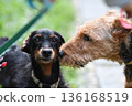 Airedale Terrier and Dachshund 136168519