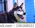 Cute black Shiba Inu 136168521