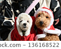 Two Christmas-themed toy poodles 136168522