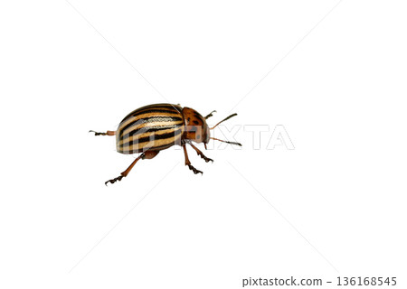 Striped Colorado potato beetle, adult. Striped Colorado potato beetle, adult. 136168545