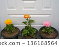 Persian buttercup flowers grow and bloom in flowerpots in a garden. The vibrant blooms of ranunculus asiaticus are isolated in black pots against the white door background. Close-up, copy space. 136168564
