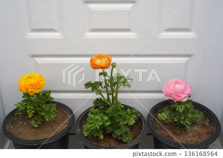Persian buttercup flowers grow and bloom in flowerpots in a garden. The vibrant blooms of ranunculus asiaticus are isolated in black pots against the white door background. Close-up, copy space. 136168564
